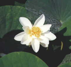 white.jpg (5765 bytes)